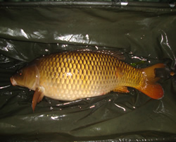 2004c